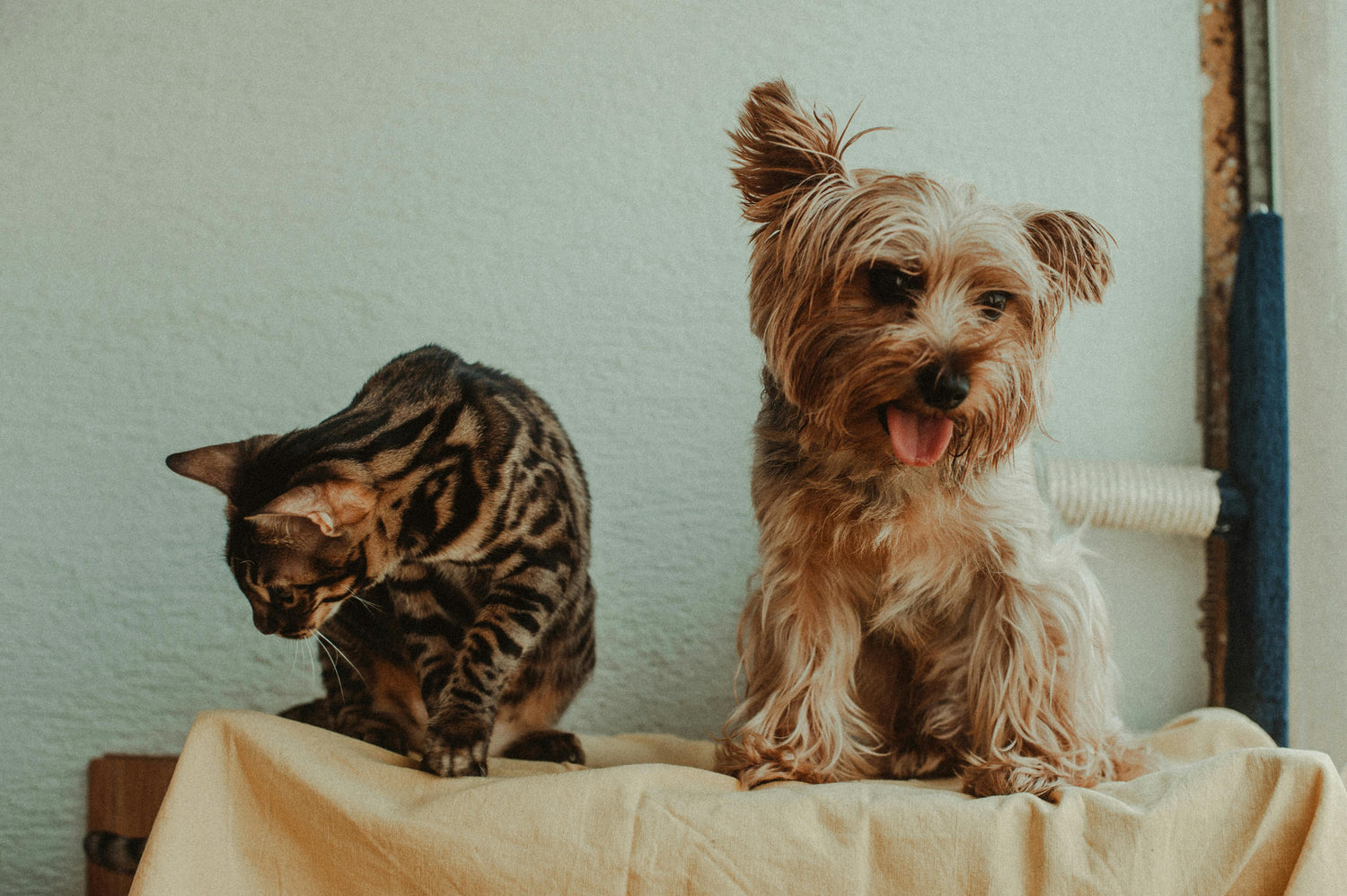 Mascotas